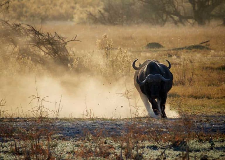 How Fast Can African Buffalo Run? (And Why You Should Be Careful)