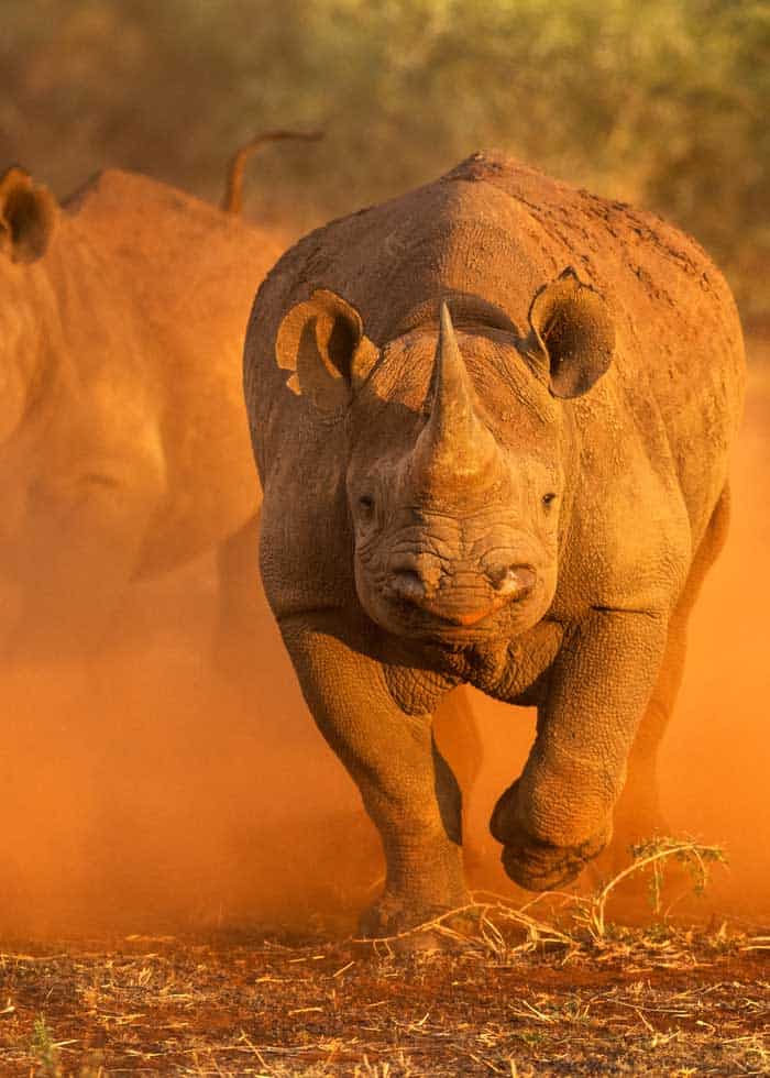 how fast can rhinos run