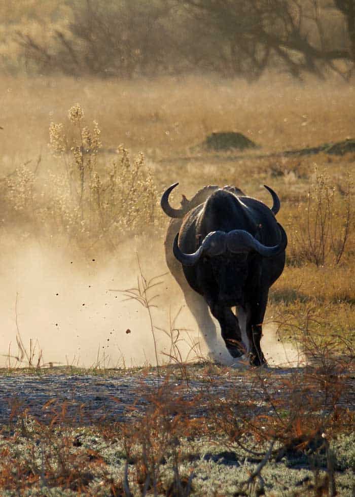 how fast do buffalo run