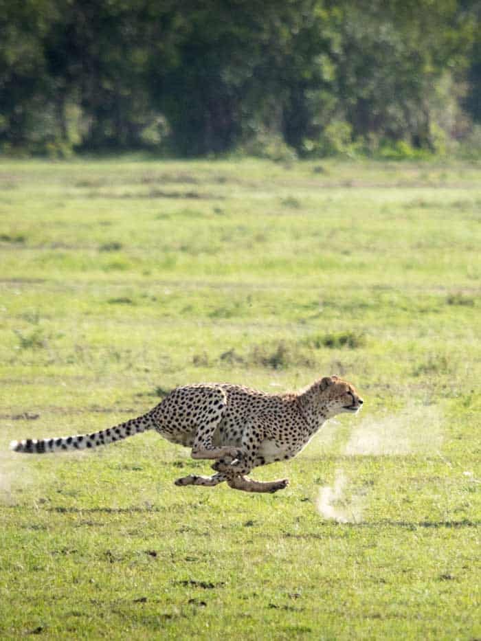 how fast is a cheetah
