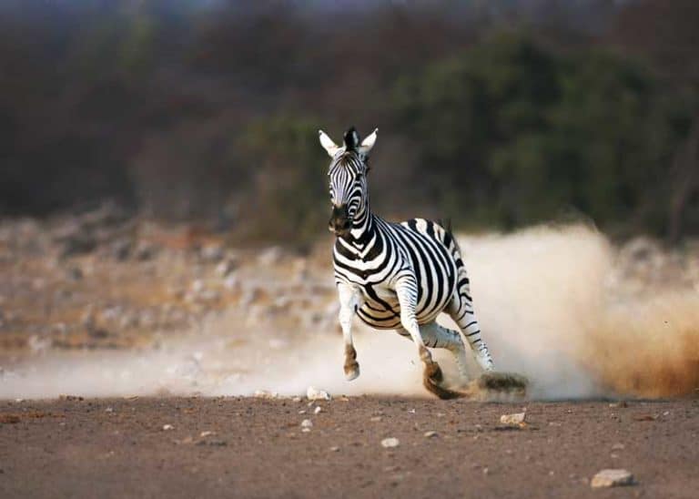 How Fast is a Zebra? All 3 Species: Top Speeds, Reasons
