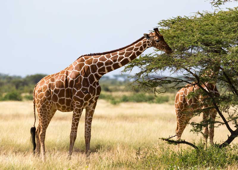 how much does a giraffe eat