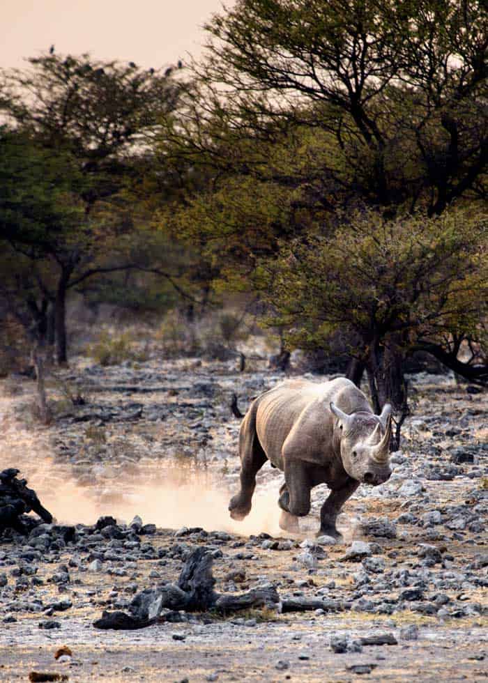 How Fast Can a Rhino Run All 5 Species Speeds Reasons Storyteller 