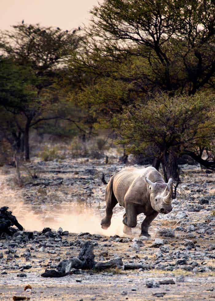 rhino running