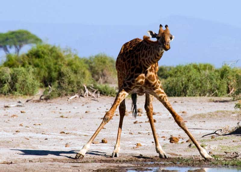 what do giraffes drink