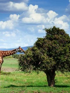what do giraffes eat