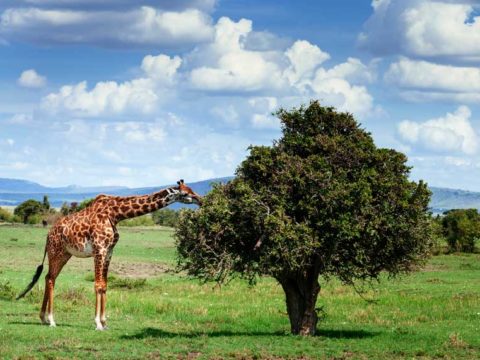 what do giraffes eat
