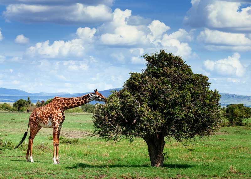 What do Giraffes Eat? (Diet, Favorite Foods, Volume) | Storyteller Travel