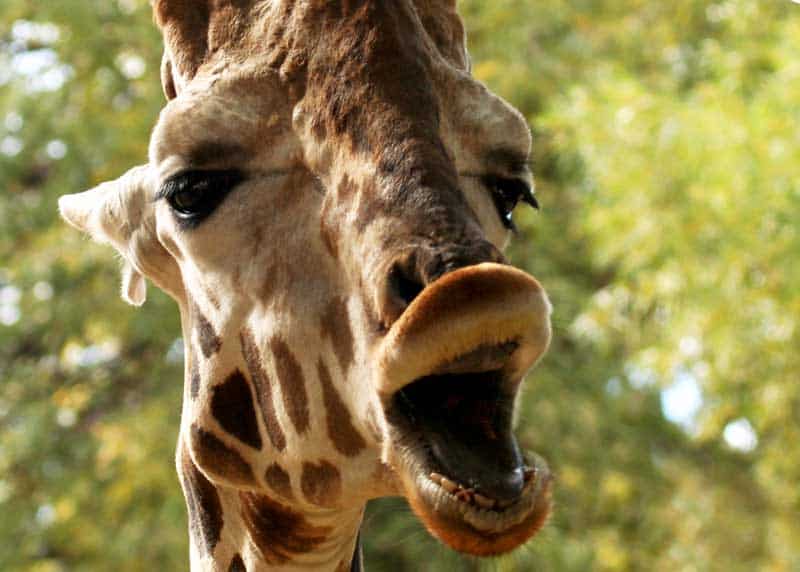 what does a giraffe sound like
