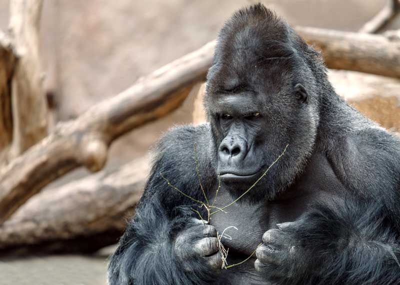 Udover Afsnit midlertidig Why do Gorillas Beat Their Chest? 4 Reasons | Storyteller Travel