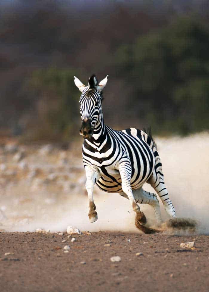zebra speed