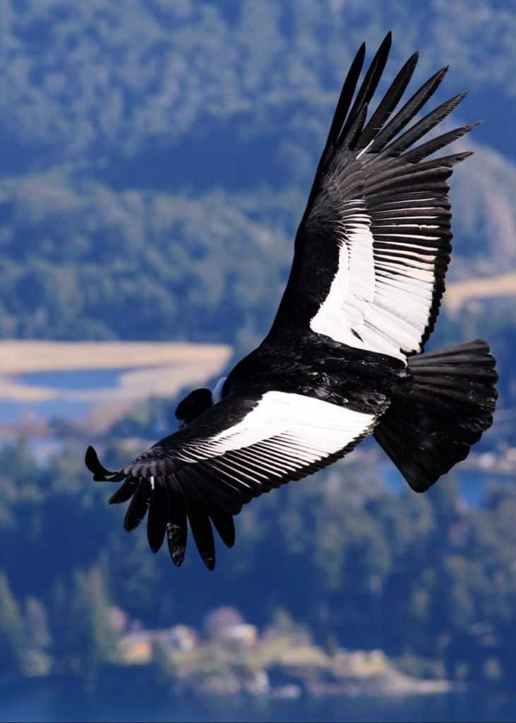 Andean Condor largest bird of prey