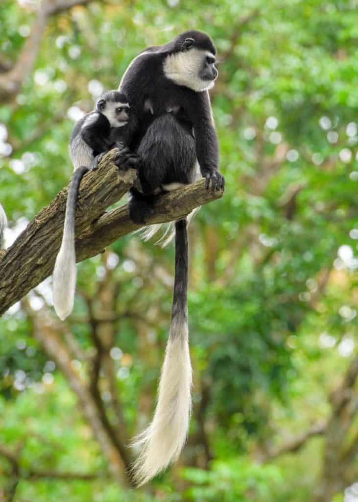 Colobus Monkey tail