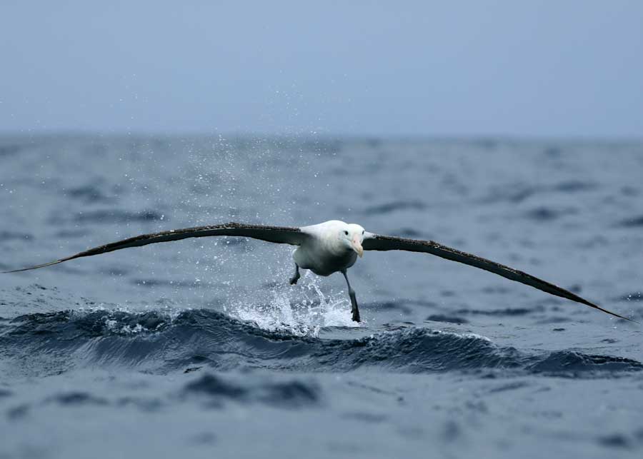 Wandering Albatross largest wingspan