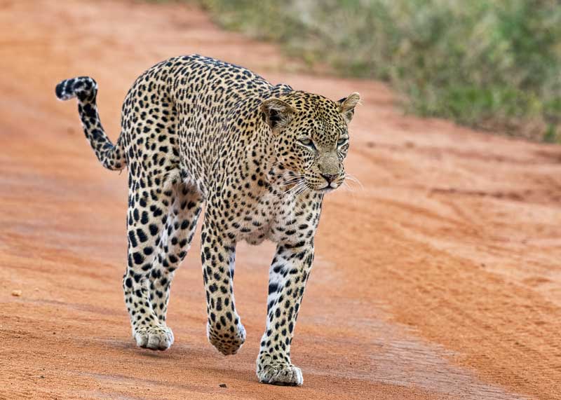 african leopard vs cheetah
