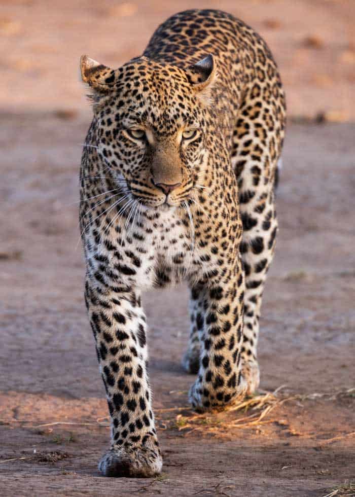 african leopard height