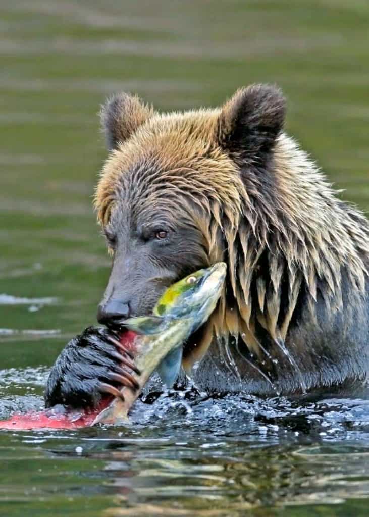 bears diet