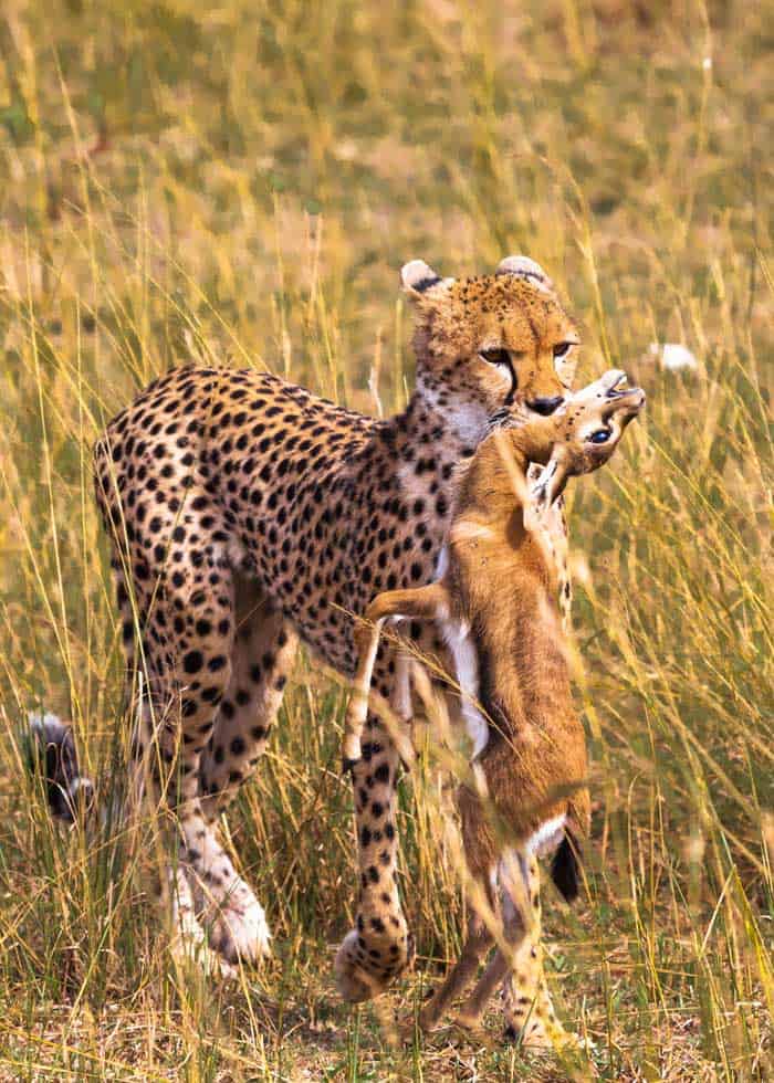cheetah speed hunting
