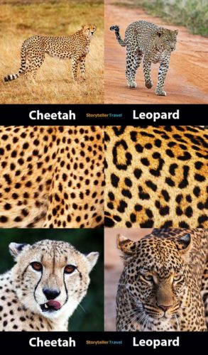 Cheetah vs Leopard: 14 Key Differences (Speed, Size, Spots ...