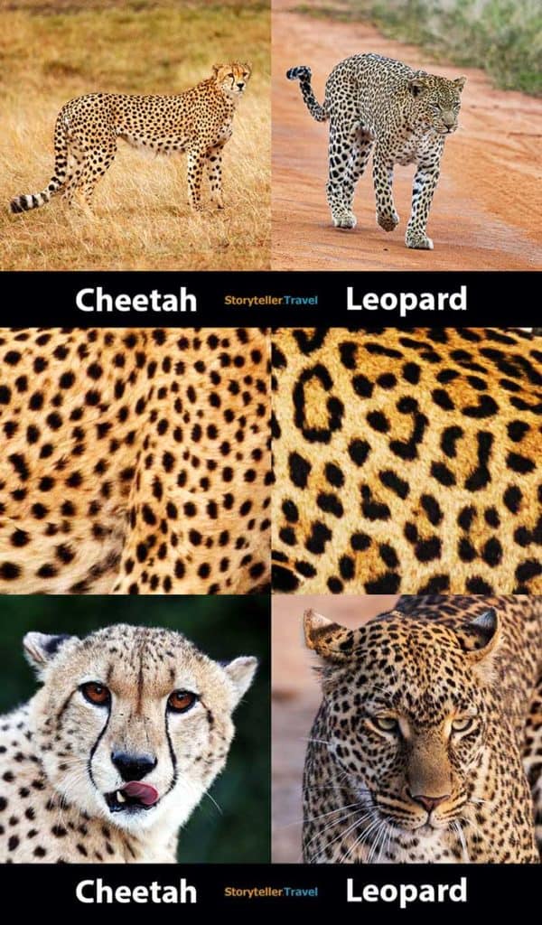 cheetah vs leopard differences