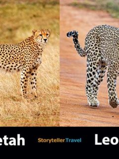 cheetah vs leopard feature