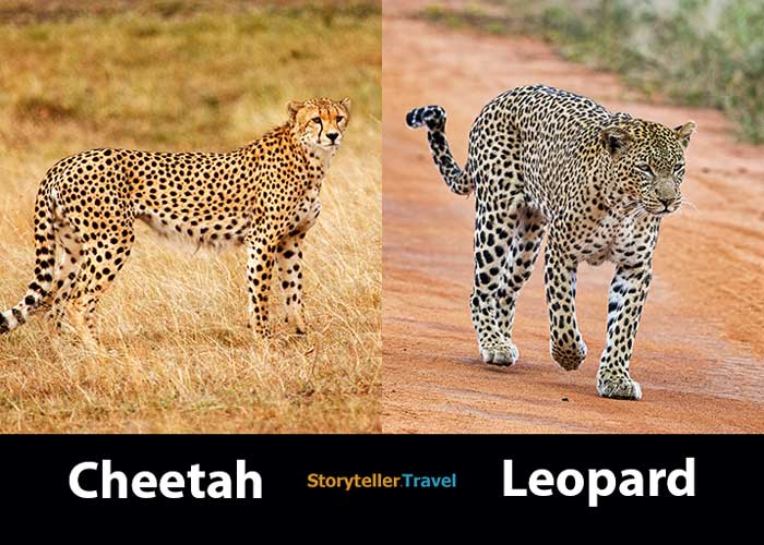 cheetah vs leopard feature