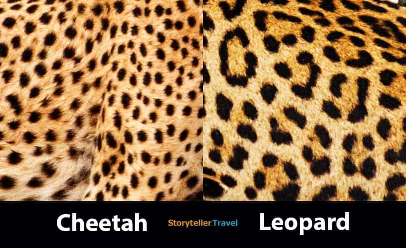 Cheetah Vs Leopard