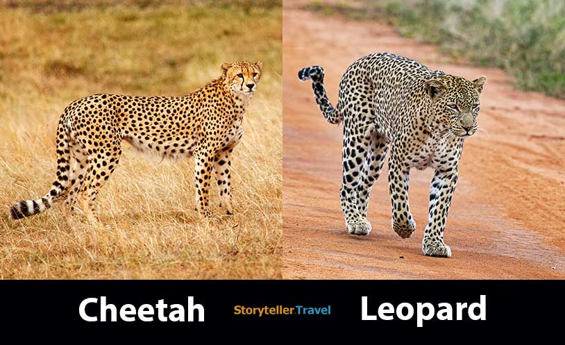 Cheetah vs Leopard: 14 Key Differences (Speed, Size, Spots) | Storyteller  Travel