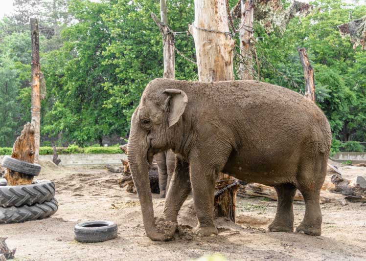 elephant lifespan captivity