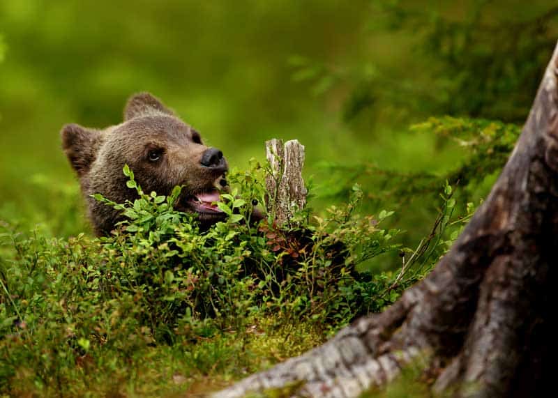 eurasian brown bear cub eating berries