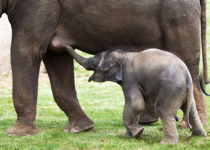 how much do baby elephants eat