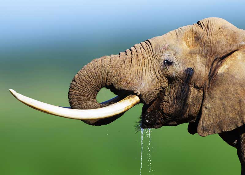 how much water do elephants drink