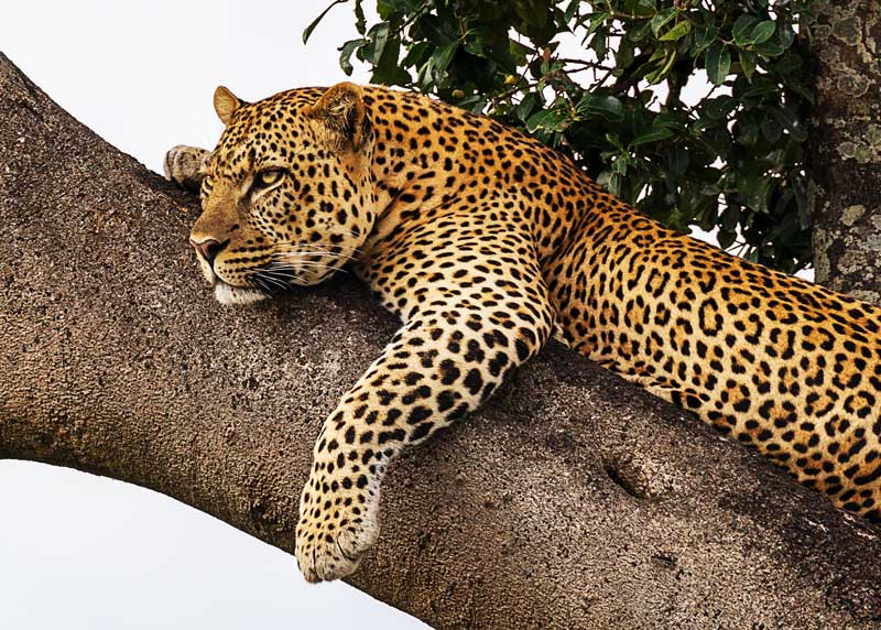 leopard tree climbing
