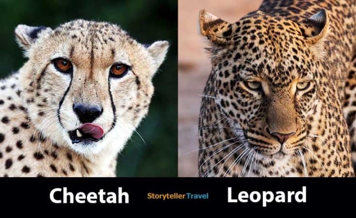 Cheetah vs Leopard: 14 Key Differences (Speed, Size, Spots ...