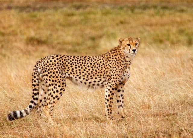 Cheetah vs Leopard: 14 Key Differences (Speed, Size, Spots ...