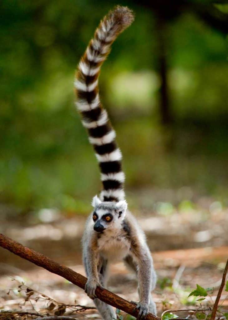 ring tailed lemur tail