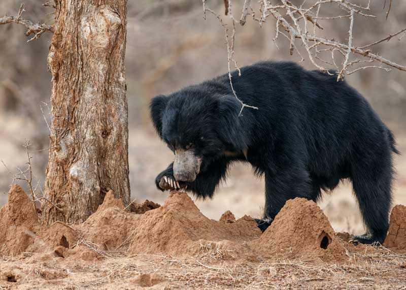 sloth bear feeding on insects