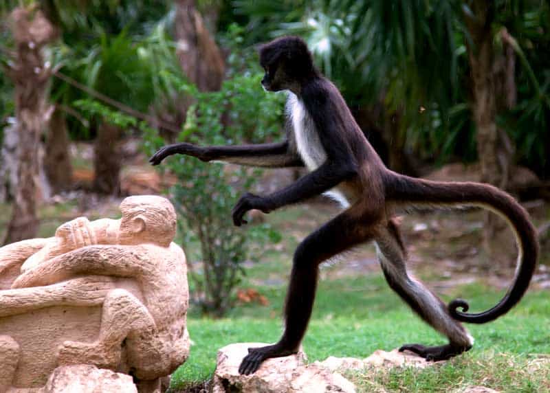spider monkey tail