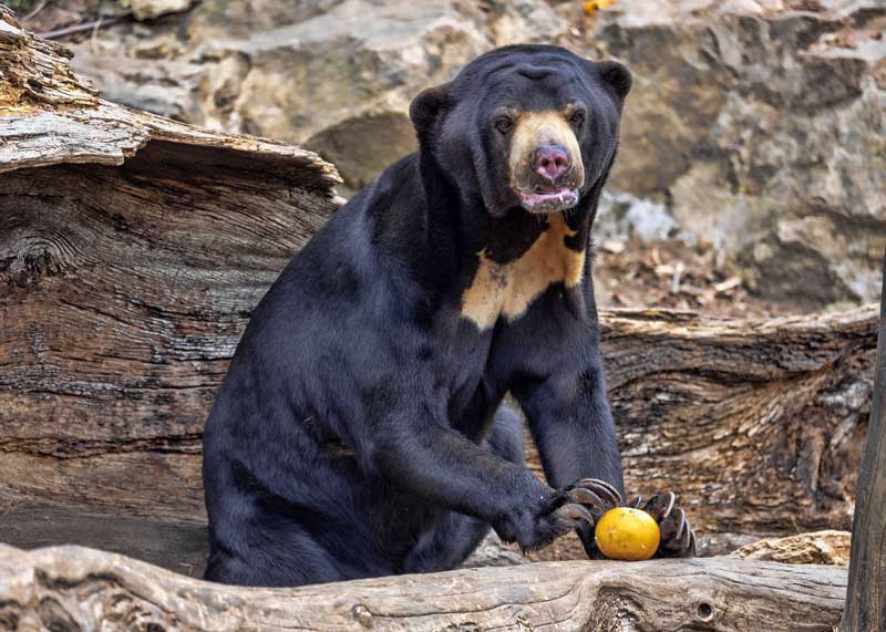 What Do Bears Eat? Diet of All 8 Species (Omnivore Foods) | Storyteller  Travel