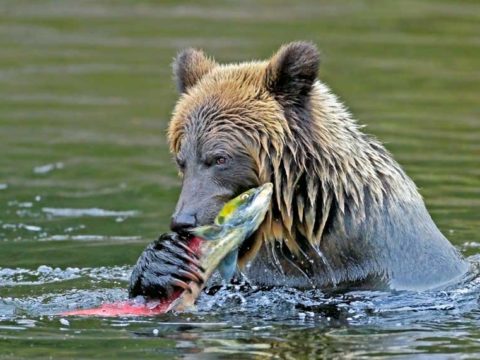 what do bears eat