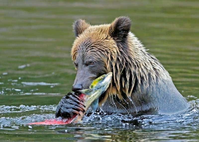 brown bear eating