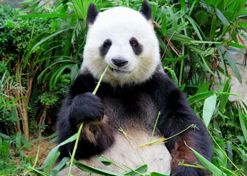 what do pandas eat