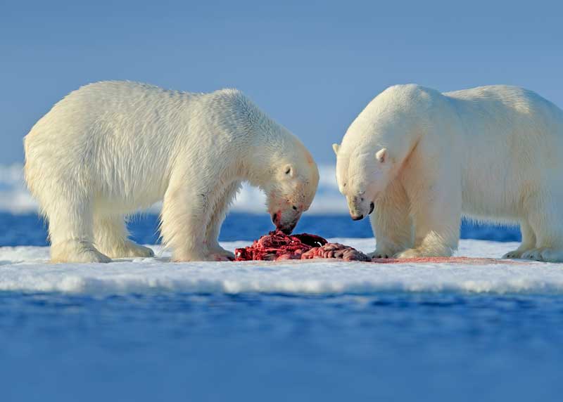 what do polar bears eat