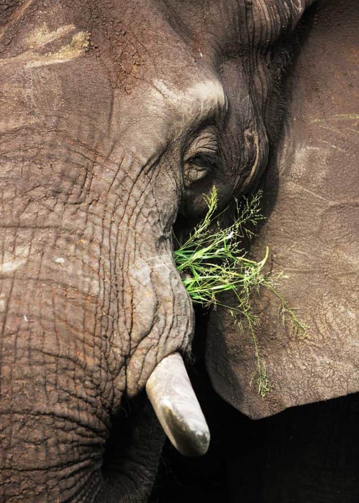 what elephants eat