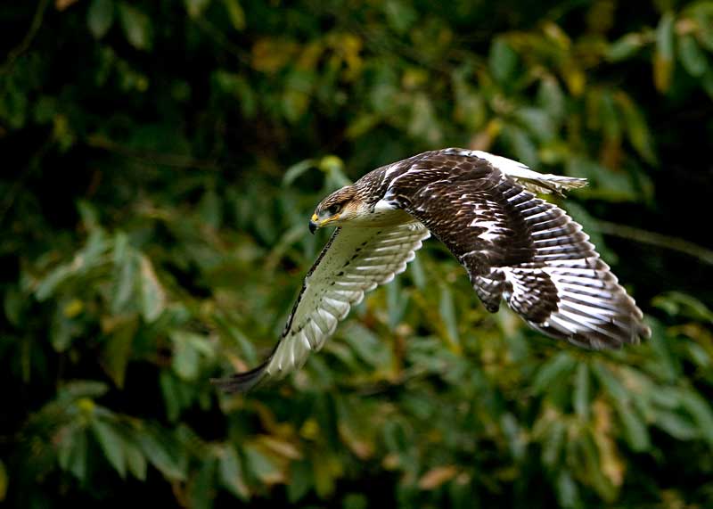 Ferruginous Hawk fast bird