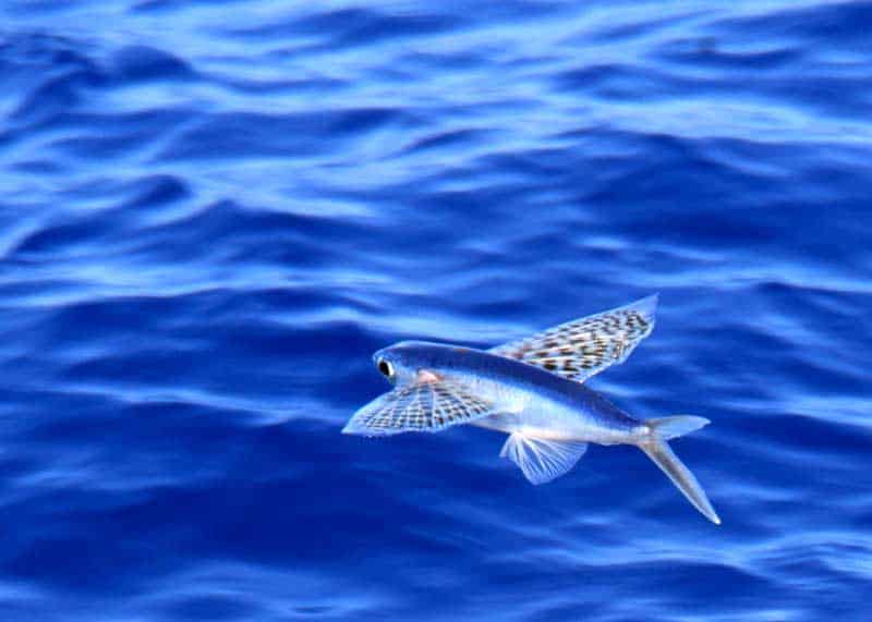 flying fish in flight