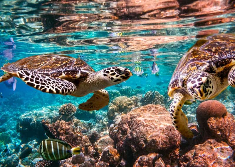 hawksbill sea turtle pair