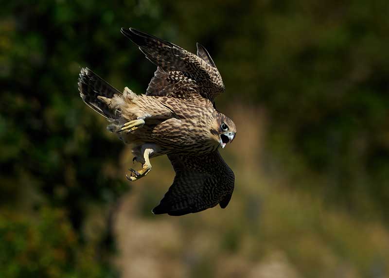 Peregrine Falcon fastest bird