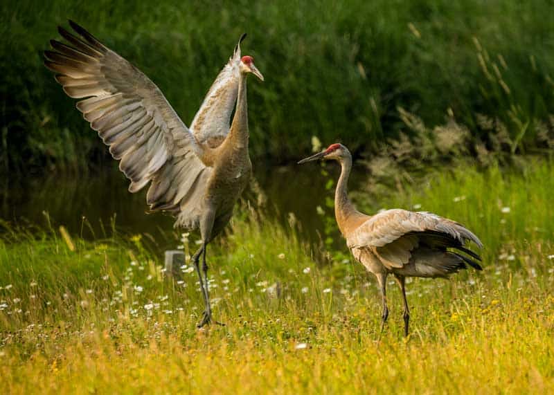Sandhill cranes mating dance