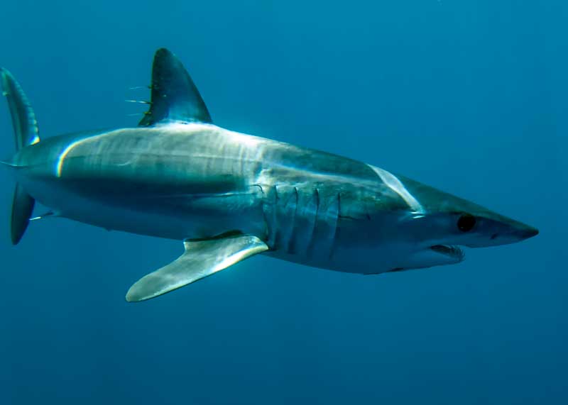 Shortfin Mako Shark swimming